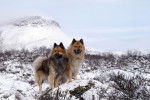 Photo Eurasier