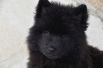 Photo Eurasier