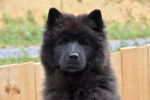 Photo Eurasier