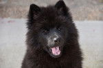 Photo Eurasier