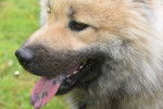 Photo Eurasier