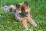 Photo Eurasier
