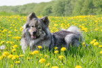 Un bel Eurasier gris allongé dans un champ de fleurs jaunes