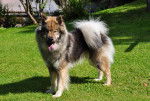 Photo Eurasier