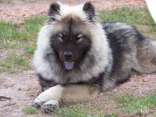 eurasier - Eurasier