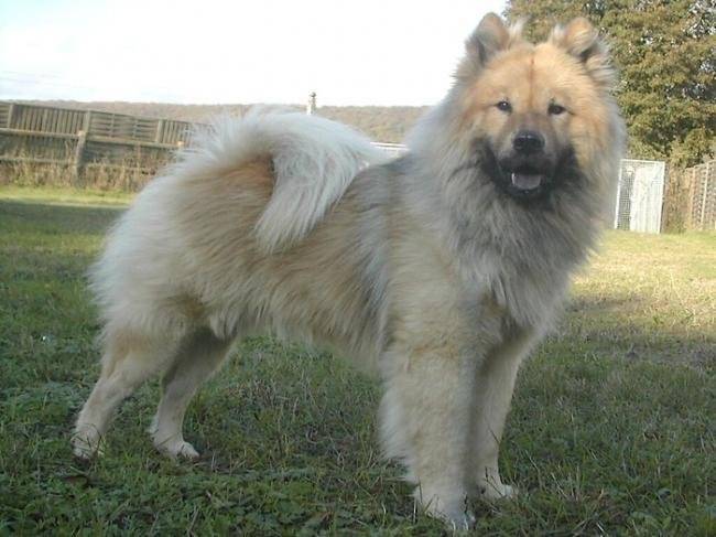Sharly des Chevaloupsgreg - Eurasier