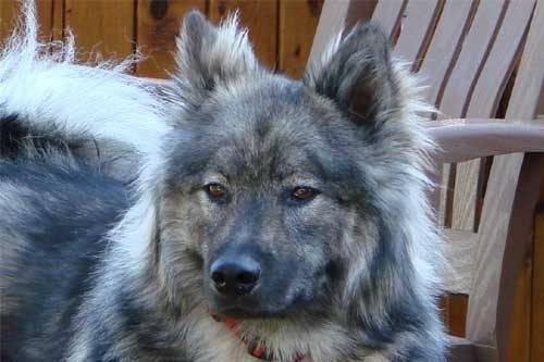 Kidmut-Dazmo-of-Eurasia - Eurasier
