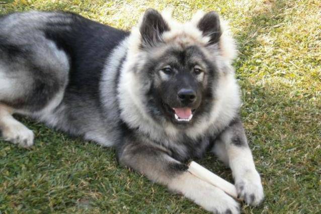L’Eurasier