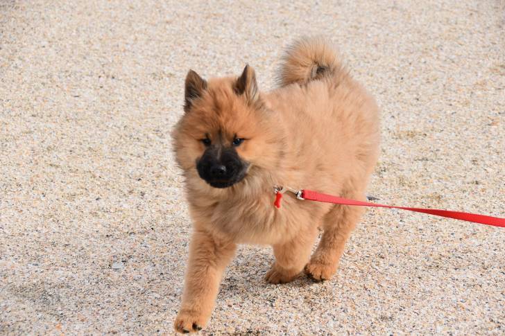 Photo Eurasier