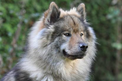 Eurasier, un spitz de taille moyenne