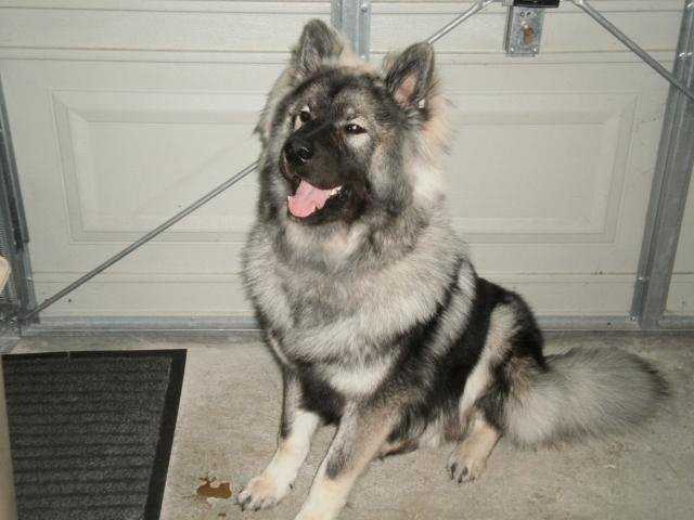 Elboy **EURASIER** - Eurasier