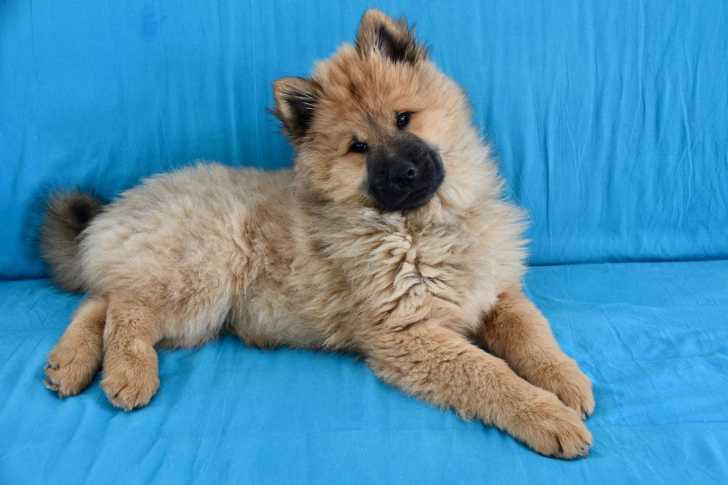 Photo Eurasier