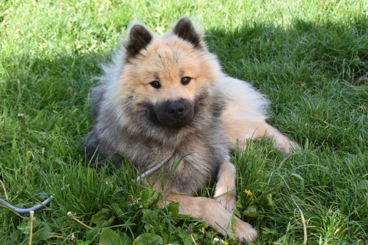 Photo Eurasier