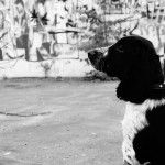 Robin - Field Spaniel (5 mois)