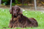 Photo Field Spaniel