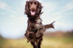 Photo Field Spaniel
