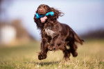 Photo Field Spaniel