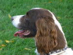 Buddy - Field Spaniel