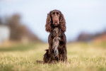Photo Field Spaniel