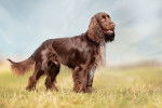 Photo Field Spaniel