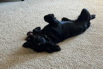 Un Field Spaniel allongé de dos sur une moquette
