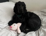 Un Field Spaniel allongé sur un lit