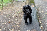 Un Field Spaniel sur un tronc d'arbre