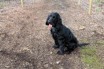 Un Field Spaniel assis sur un terrain jonchés de feuilles mortes