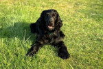 Un Field Spaniel allongé dans l'herbe