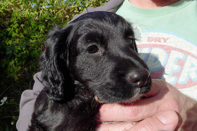 Gracie - Field Spaniel Femelle (8 mois)