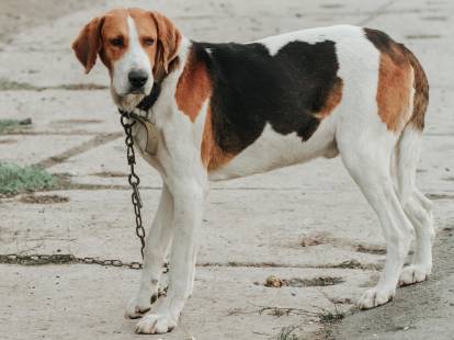 Un Harrier attaché à une chaîne et vu de profil