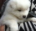 Pineau - Hokkaïdo Ken