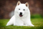 Un Hokkaido Ken tout blanc allongé dans l'herbe