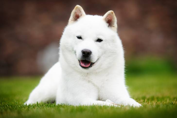 Un Hokkaido Ken tout blanc allongé dans l'herbe