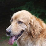 Gus - Hovawart Mâle (6 ans)