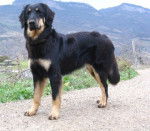 HOVAWART, Adèle - Hovawart