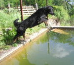 hovawart, Una - Hovawart