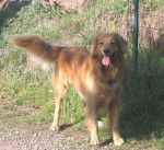 River des Iles du Lagon Bleu - Hovawart