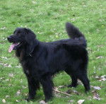 Trévor des Trois Petits Diables - Hovawart