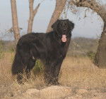 Trévor des Trois Petits Diables - Hovawart