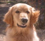 Vix des Bories de St-Martin - Hovawart