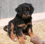 Vasco des Bories de St-Martin - Hovawart