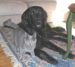 Ascot des Bories de St-Martin - Hovawart