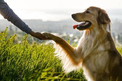 Un Hovawart donne la patte à son maître