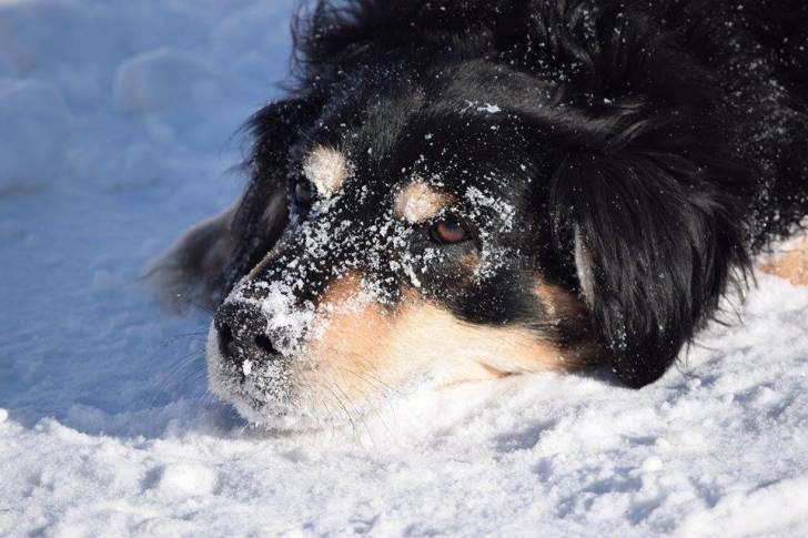 Vénum - Hovawart Mâle (6 ans)