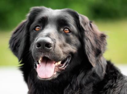 Vue proche d'un Hovawart noir