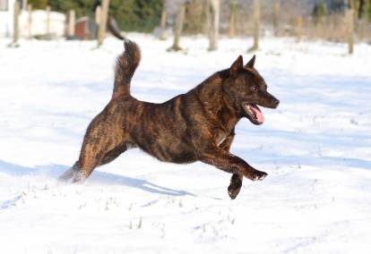 Le Kai Ken est une race réputée indépendante