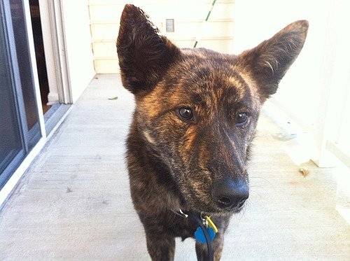 Nash - Kai Ken Mâle (5 ans)