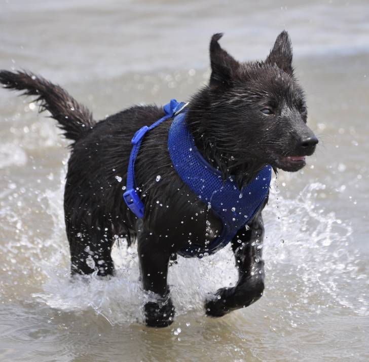 Le Kaï (Kaï-Tora-Ken / Tora-Inu)