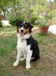 Joey - Berger Australien Mâle (5 ans)